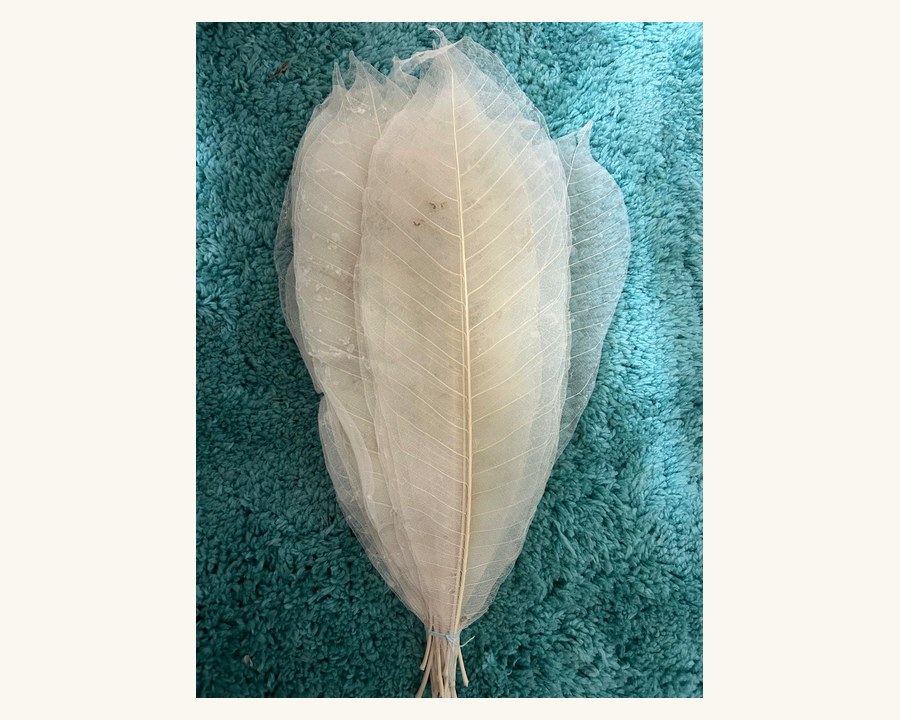 Skeleton Leaves