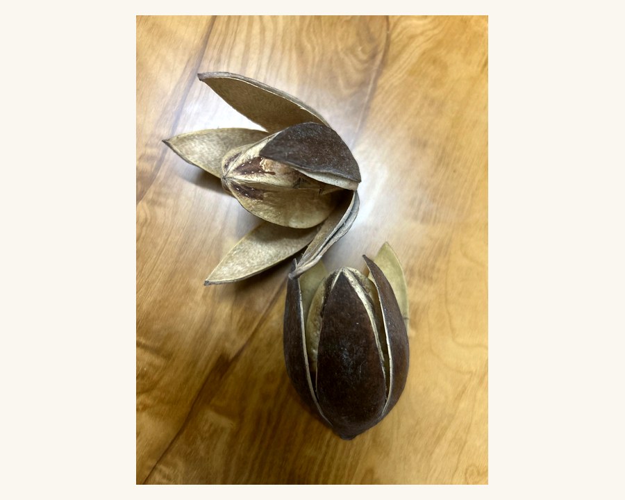 Natural Seed Pods